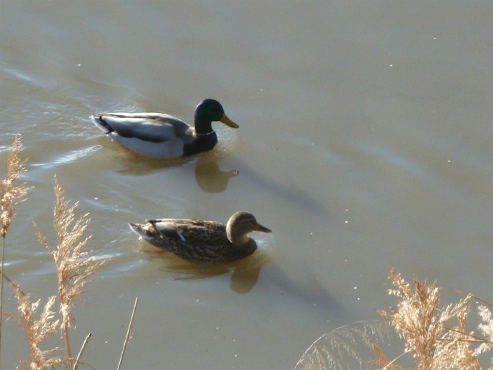 pato en el río Tajo