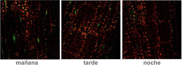 Evolución Del Crecimiento De Las Plantas