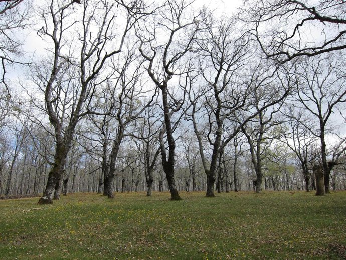 Bosque De Árboles, Robles