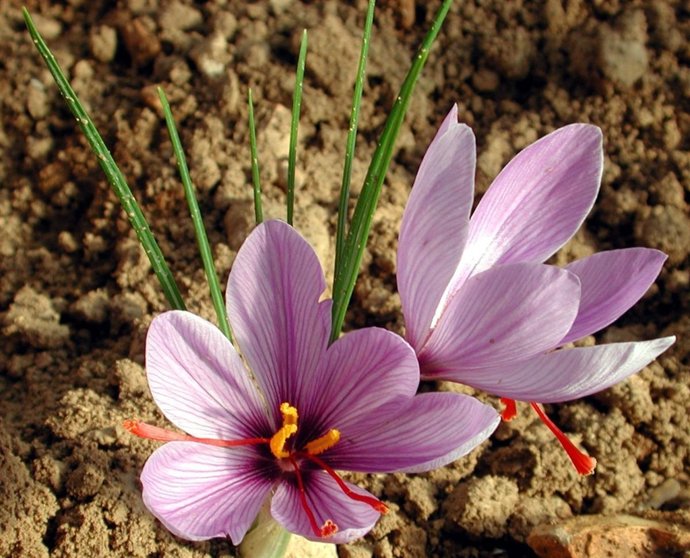 Planta Del Azafrán