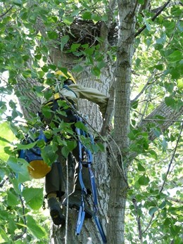 Agente Forestal Trabajando En Barajas