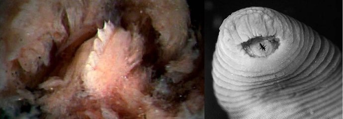 Sanguijuela Con Dientes