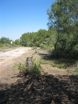 Pinos Talados En La Devesa De El Saler (Valencia).