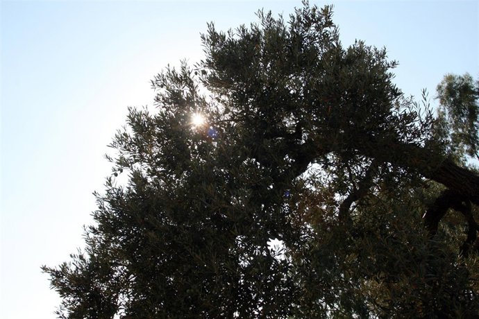 Olivos en olivares de Andalucía