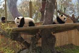 Osos Pandas En El Zoo
