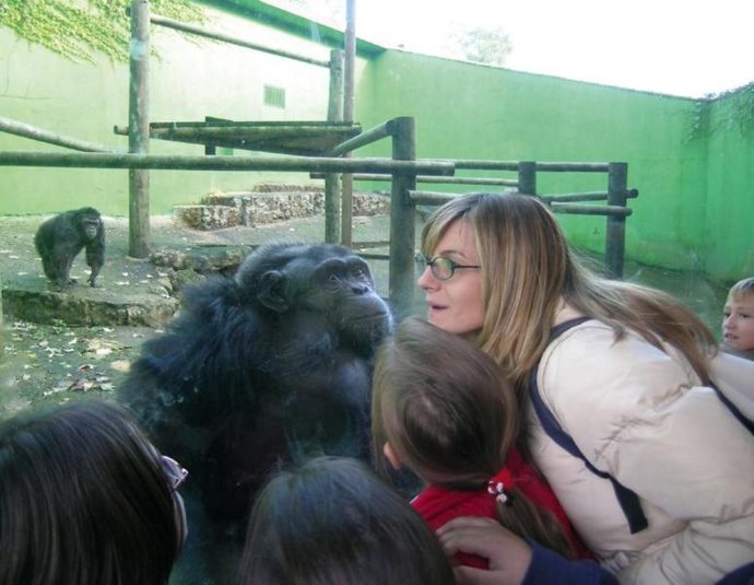Orangutanes de Sumatra del Zoo de Santillana