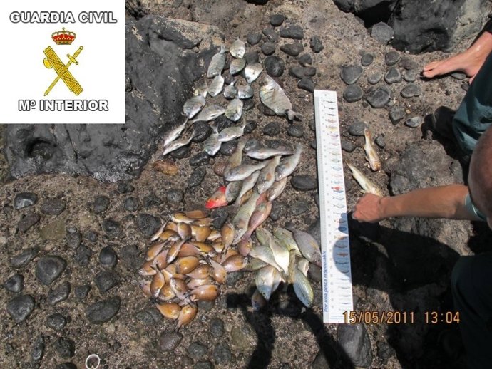 Capturas De Pesca Ilegal En Tenerife