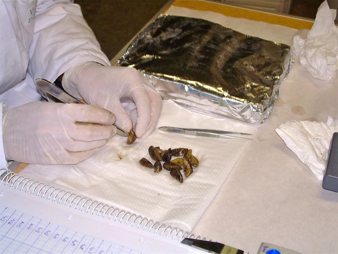 Estudio De La UV Sobre El Mejillón Cebra