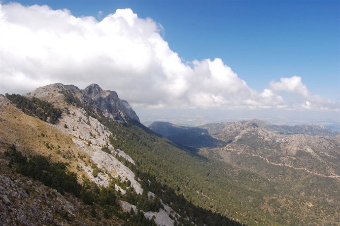 Pinsapar De La Sierra De Grazalema