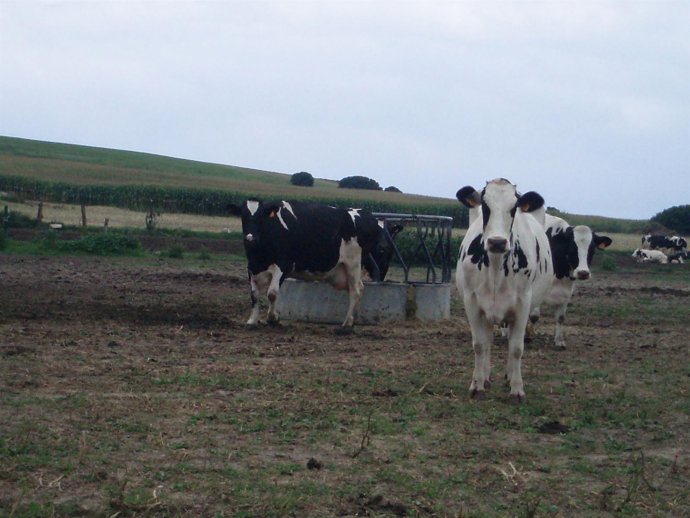 Explotación ganadera