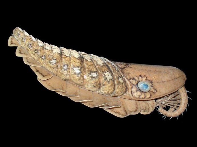 Anomalocaridid