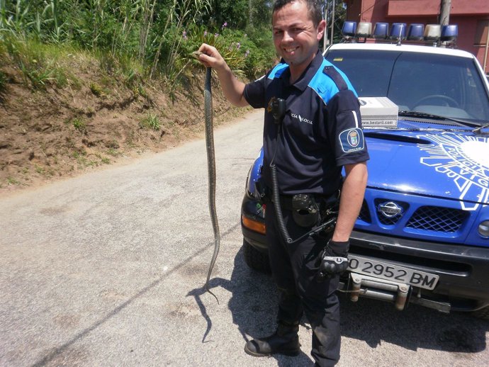 La Policía Local de Vigo retira una serpiente de una finca.
