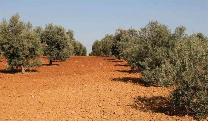 Olivos en olivares de Andalucía