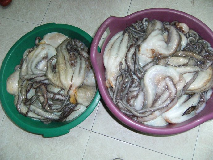 Pulpo Inmaduro