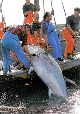 Pescadordes De Almadraba Capturando Un Atún