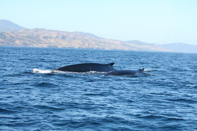 Rorcual Común En El Parque Natural Del Estrecho