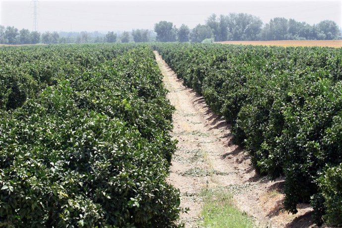 Cultivos de Andalucía