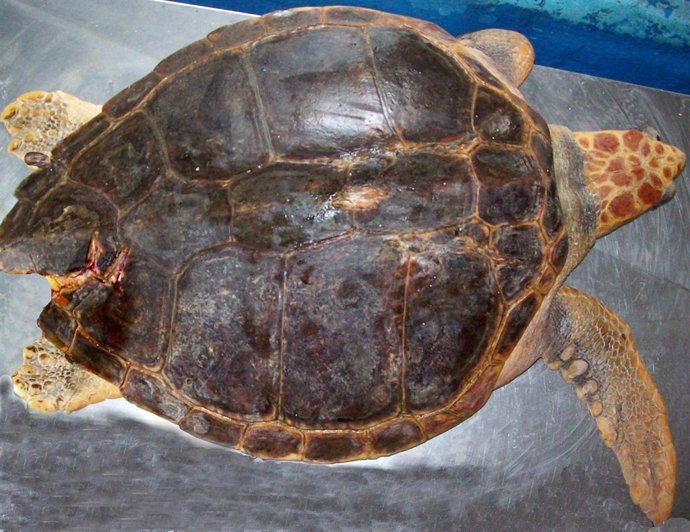 Ejemplar De Tortuga Boba Herida