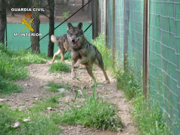 La Guardia Civil Recupera Especies Protegidas