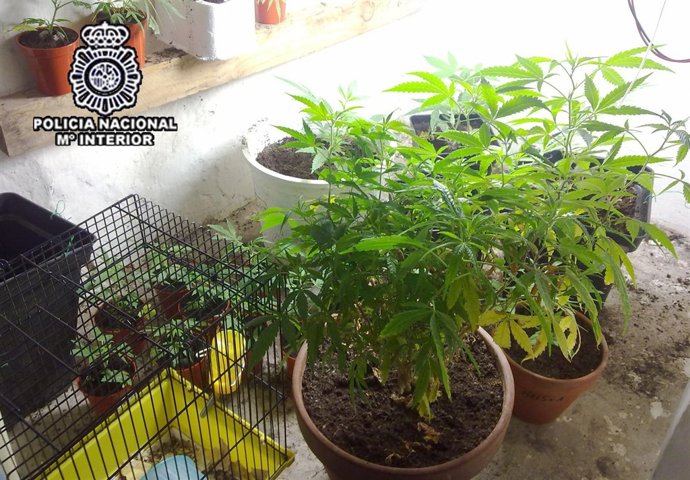 Planta De Marihuana Requisada