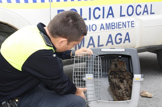 Búho Real Recuperado Por La Policía Local