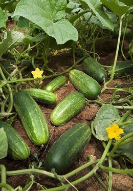 Imagen De Una Plantación De Pepino