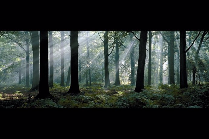 Bosque De Hayas, Bélgica