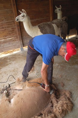 Imagen Del Esquilado De Una Llama En Terra Natura De Benidorm