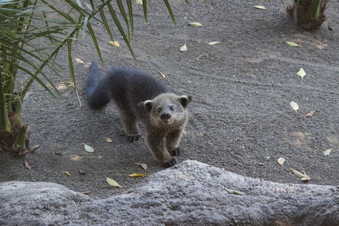 Binturong Nacido En Bioparc Fuengirola