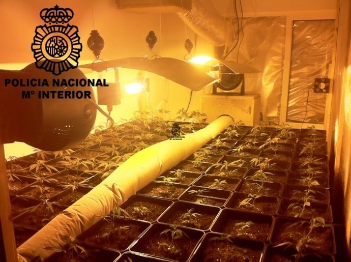 Plantaciones De Marihuana Descubiertas En A Coruña 