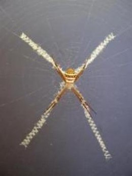 Araña