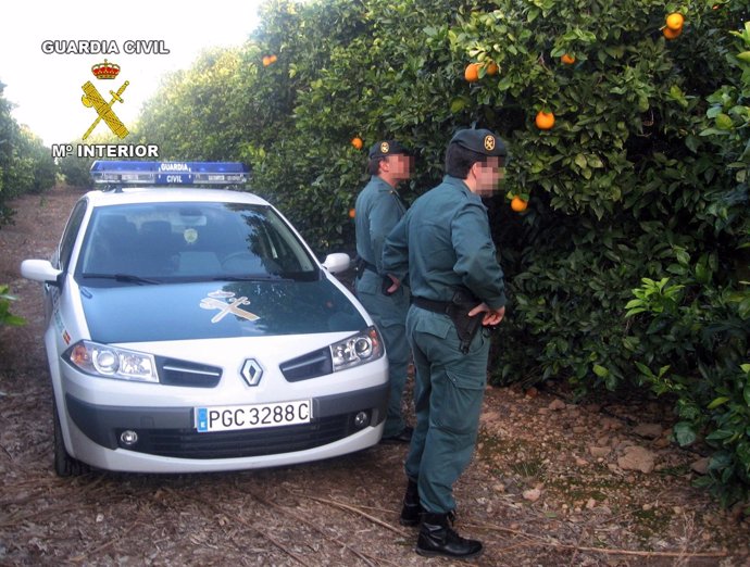 Dos Agentes De La Guardia Civil, En El Huerto Objeto De Sustracciones