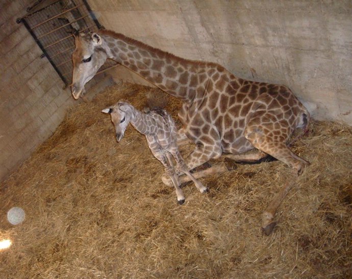 La Jirafa Madre Y El Bebé, De Dos Metros De Altura
