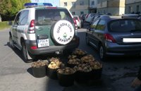 Cuatro detenidos acusados de extraer y comercializar vieira de la ría de Ferrol