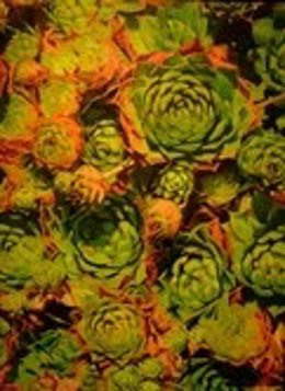 Las Obras Podrán Verse En La Galería De Stunt De Tenerife