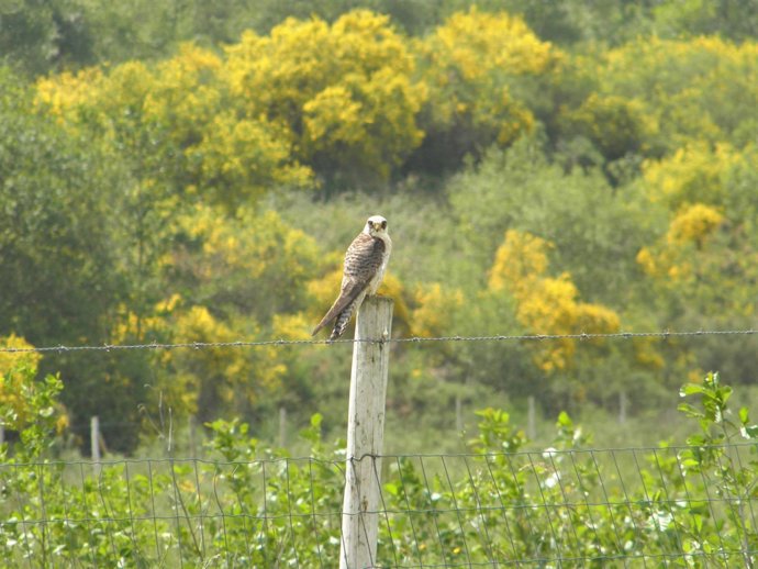 Cernicalo Patirrojo      