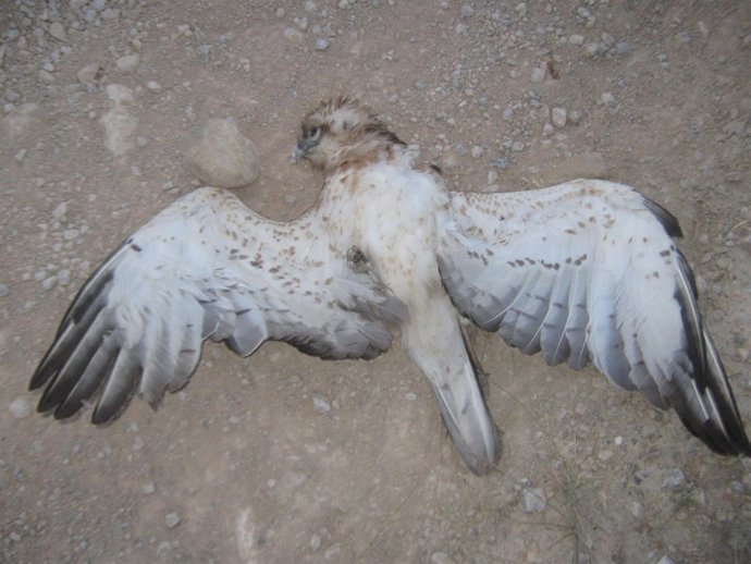 Águila Culebrera Electrocutada