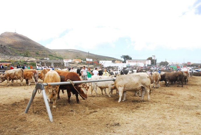 El Hierro Celebra Este Fin De Semana La Tradicional Apañada