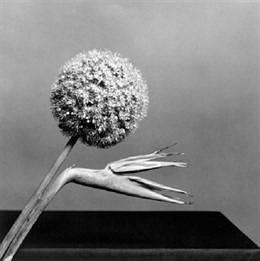 Robert Mapplethorpe. Bird Of Paradise, 1979