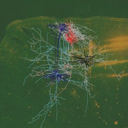 Circuitos neuronales