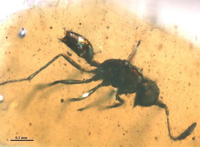 Nuevo Insecto Descubierto En El Yacimiento De Utrillas (Teruel)