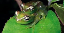 Boophis Lilianae