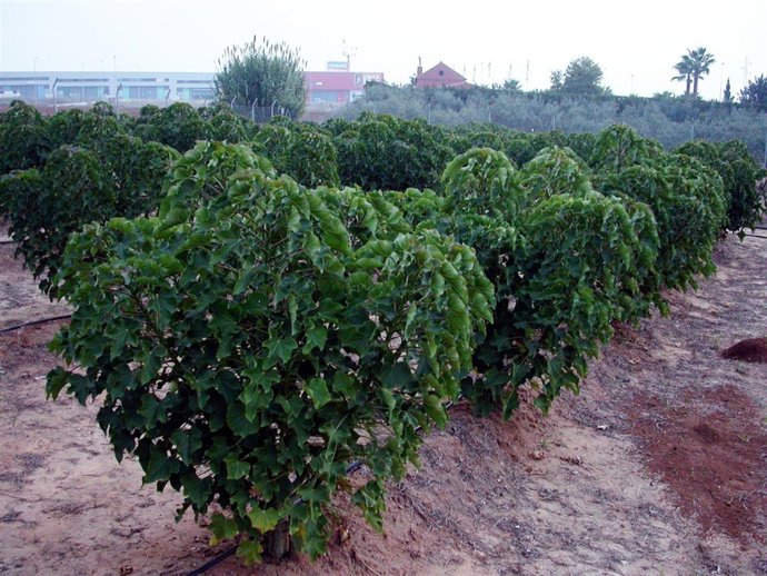 Plantación De Jatrophas En Centro Experimental Del Centa En Carrión