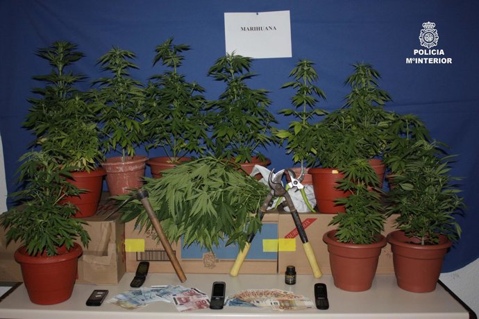 Plantas De Marihuana