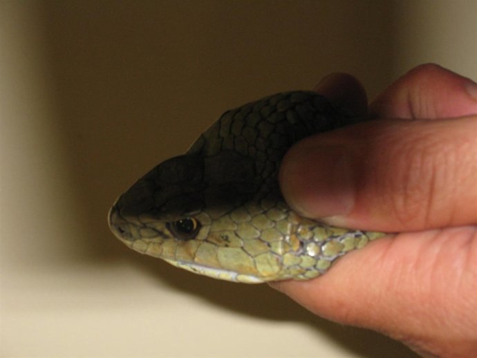 Cabeza De Serpiente Bastarda Capturada En Málaga