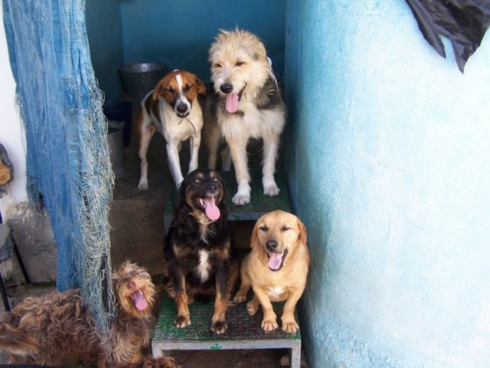 Perros En Un Refugio