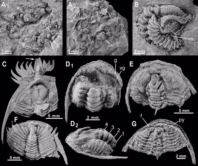 Imagen De Trilobites Facilitada Por La Universidad De Zaragoza