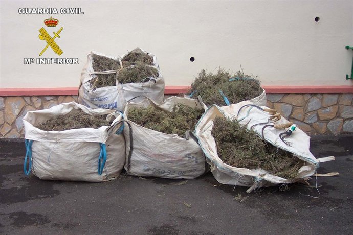 Tomillo Intervenido Al Ser Recolectado Ilegalmente 