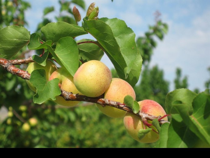 Albaricoquero Con Varios Frutos 