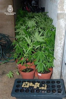 Imagen De Varias Plantas De Marihuana Incautadas En Alcoy